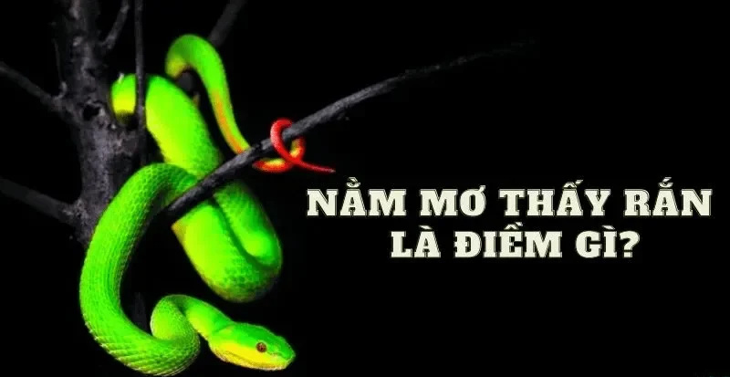 Giải mã giấc mơ thấy rắn đuổi đánh con lô số mấy cho chuẩn xác