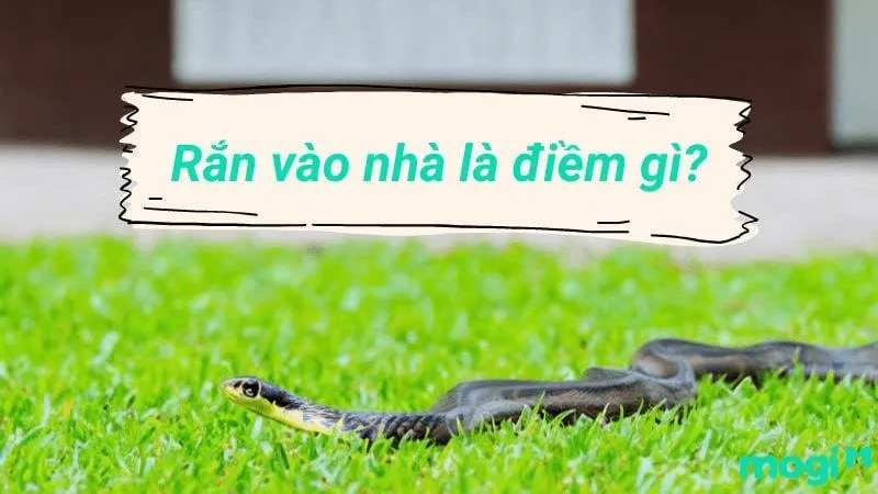 giai-ma-giac-mo-thay-ran-vao-nha-2-min_11zon